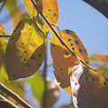 Photos: 141029_横浜市青葉区・寺家ふるさと村_紅葉＜カキ＞_EA2922224_B36ED_F5.6_X6As