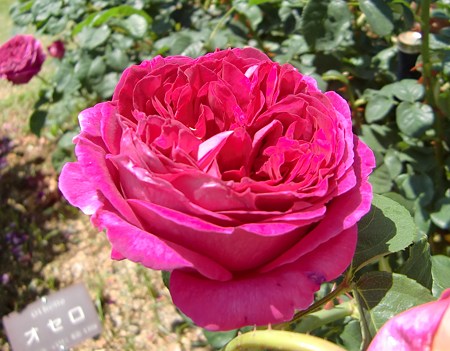 CIMG0631