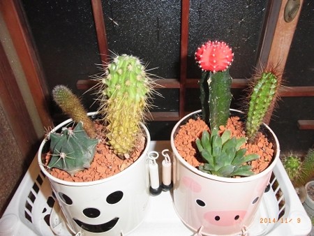 寄植えしてみたサボテン
