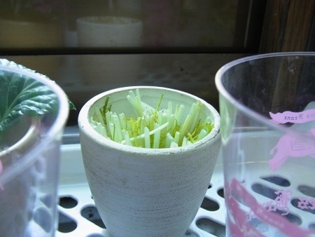 水菜