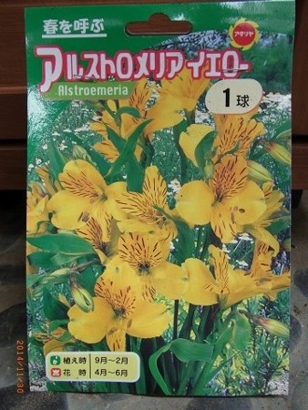 アルストロメリア