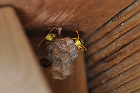 スズメバチ科　フタモンアシナガバチ♂