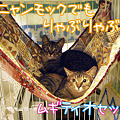 101018-【猫写真】ニャンモックでりゃぶりゃぶムギティオセット♪
