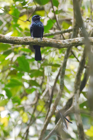 ヒメカザリオウチュウ(Lesser Racket-tailed Drongo) P1120286_Rs2