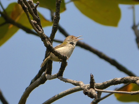 オナガサイホウチョウ P1160957_Rs