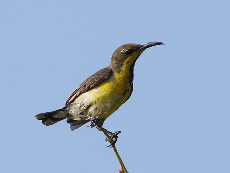 キバラタイヨウチョウ(Olive-backed Sunbird) P1120899_R