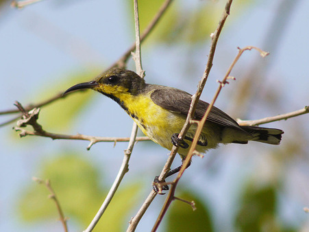 キバラタイヨウチョウ(Olive-backed Sunbird) P1120916_R