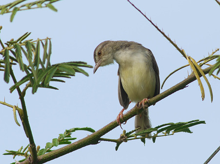 アジアマミハウチワドリ(Plain Prinia) P1180804_R