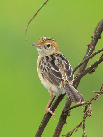 タイワンセッカ(Bright-capped Cisticola) P1180719_R