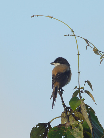 タカサゴモズ(Long-tailed Shrike) P1230746_R