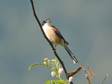 ハイガシラモズ♀(Burmese Shrike) DSC_4569_R
