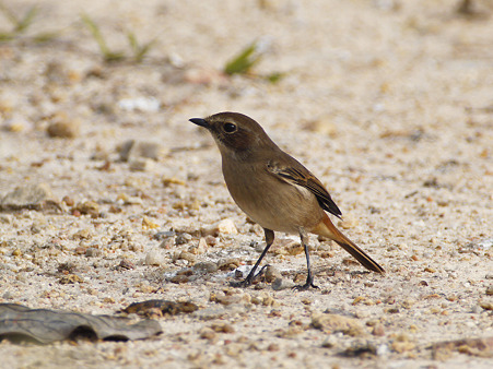 ヤマザキヒタキ(Grey Stonechat) P1270205_R