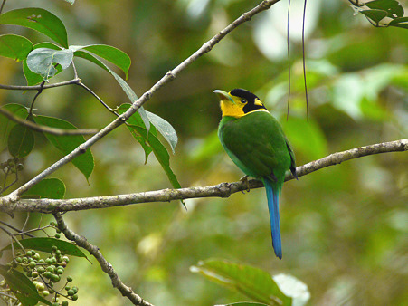 オナガヒロハシ(Long-tailed Broadbill) P1270821_R