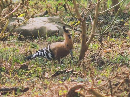 ヤツガシラ(Hoopoe) O1001849_R