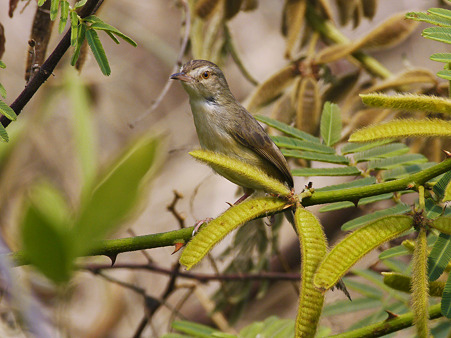 アジアマミハウチワドリ(Plain Prinia) P1030900_R