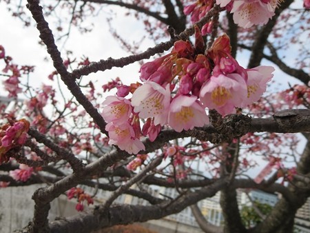 熱海桜アップ。いやあ、初桜でした。