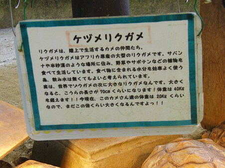 <b>大牟田市動物園</b>のカメとヘビ - て～げ～、て～げ～ なんくるなるさ <b>...</b>