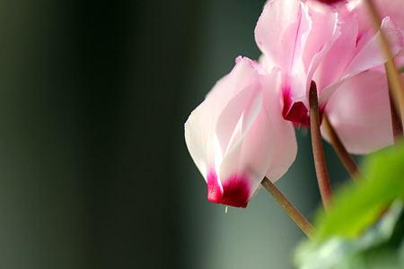 aIMG_4358