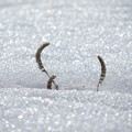Photos: 雪のある光景（ダンス）