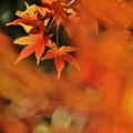 ラスト紅葉