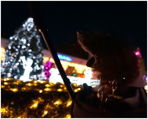 Photos: 2014120601