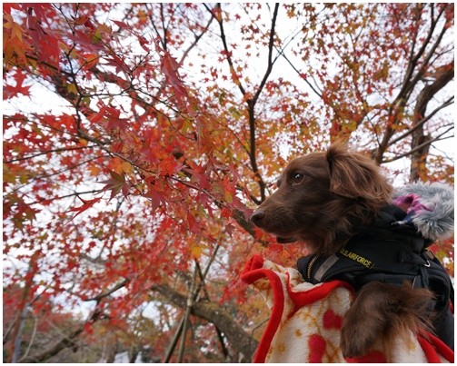 Photos: 2014121611
