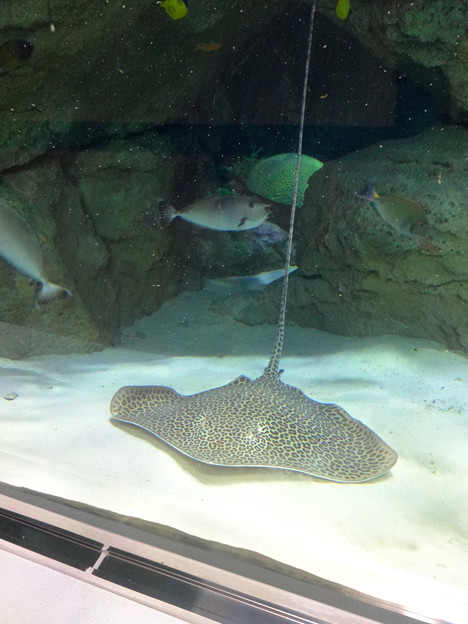 名古屋港水族館 80 サンゴ大水槽 に ヒョウ柄のエイ ヒョウモンオトメエイ 写真共有サイト フォト蔵