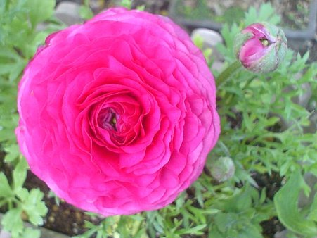 はなきんぽうげ・花金鳳花