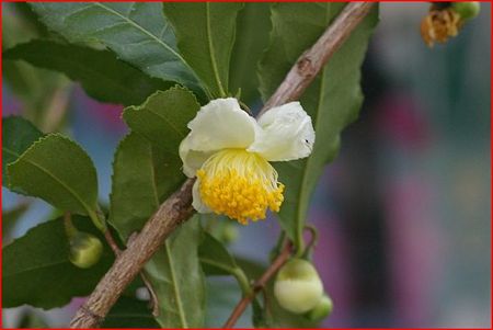 ちゃのはな・茶の花