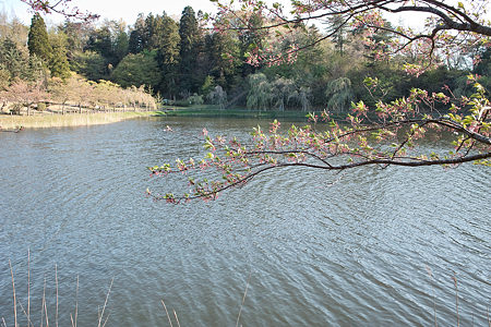 Cherry_blossom04292011dp1-02