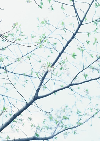 Cherry_blossm_X-pro_chrome100_05062011pen_ft