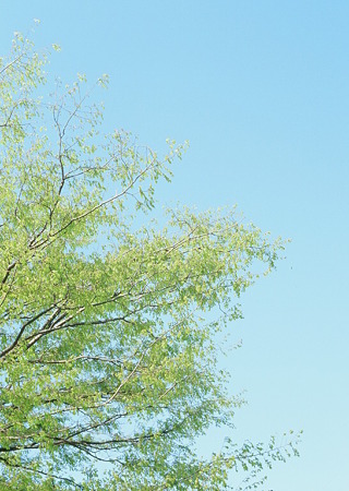 tree_X-pro_chrome100_05062011pen_ft