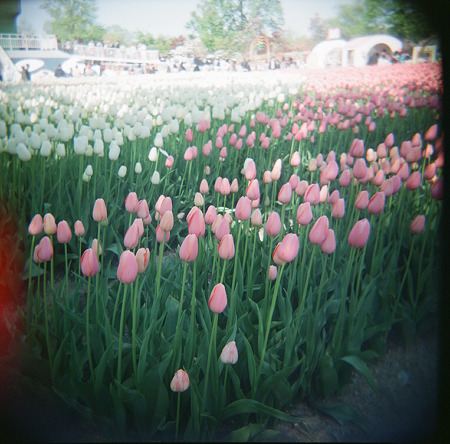 HOLGA_FUJI_PRO400H05052011-02