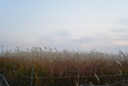 resize1262 写真: resize1262