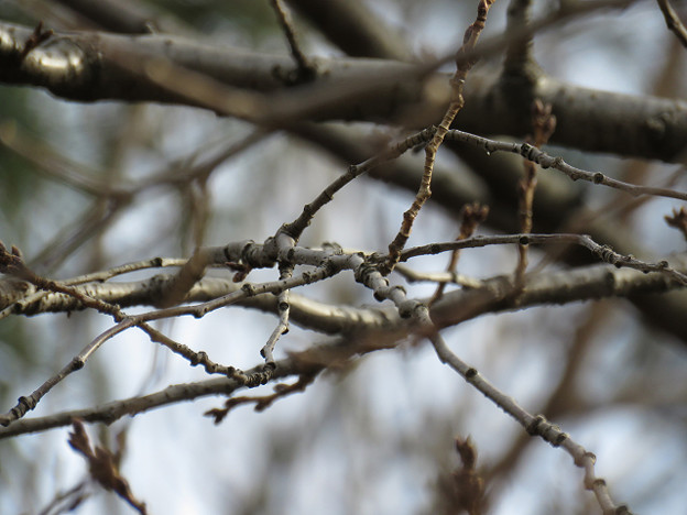 resize1327 写真: resize1327