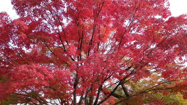 将軍塚青龍殿の紅葉 写真共有サイト フォト蔵