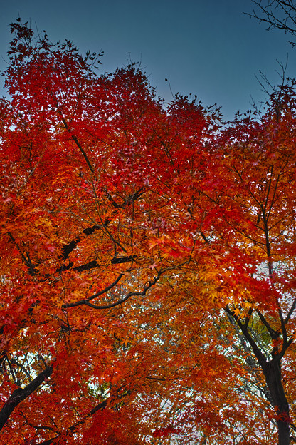 SDIM0320