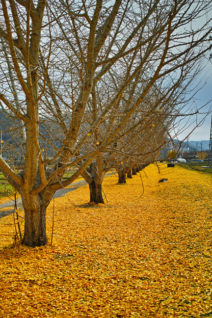 SDIM0361