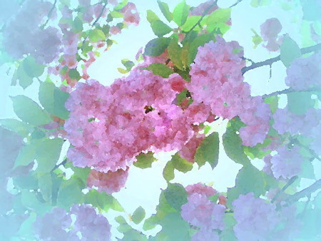 カデンツァ_花