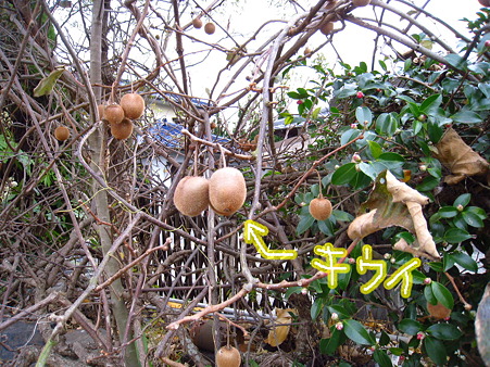 PIC00010