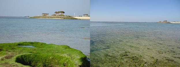 美ら海
