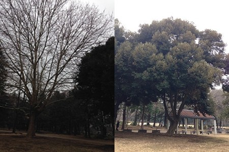 砧公園