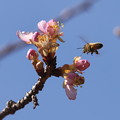 桜に花蜂