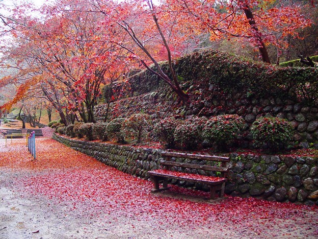 落葉杉村公園19 写真共有サイト フォト蔵