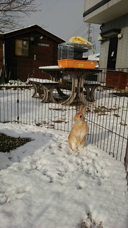 2014年12月　雪　うさぎ