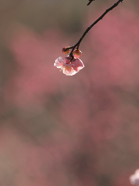 P2157932