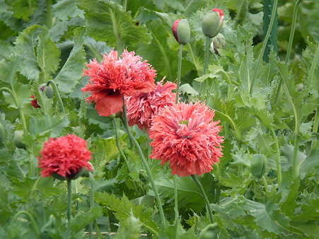DSCF0225