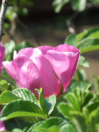 DSCF0473