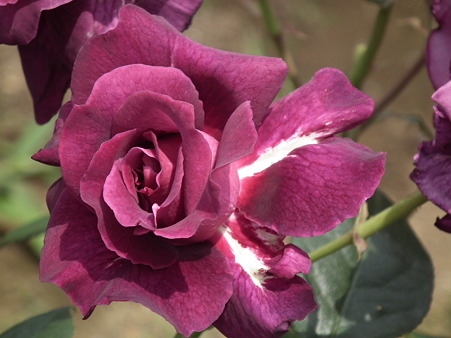 DSCF0123