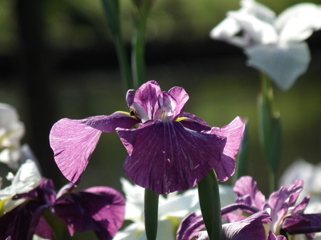 DSCF0437